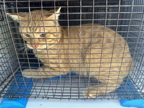 A663177, a cat for adoption from Harris County Pets