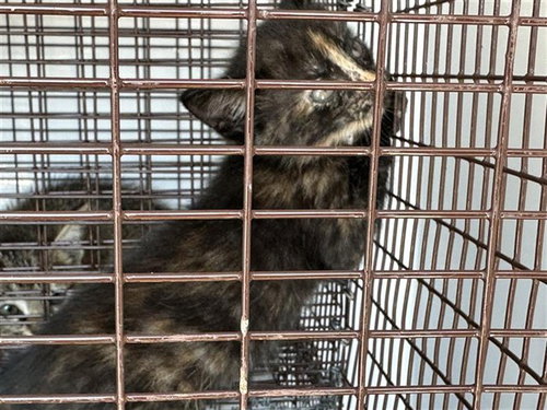 A663179, a cat for adoption from Harris County Pets