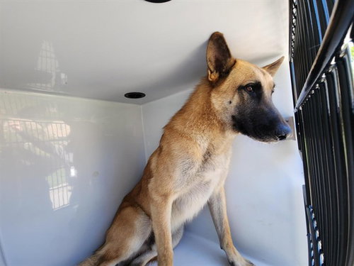 CLEMSON, a dog for adoption from Harris County Pets