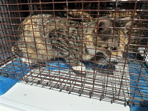 A663185, a cat for adoption from Harris County Pets