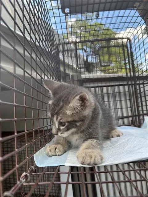 Unknown - Domestic Short Hair