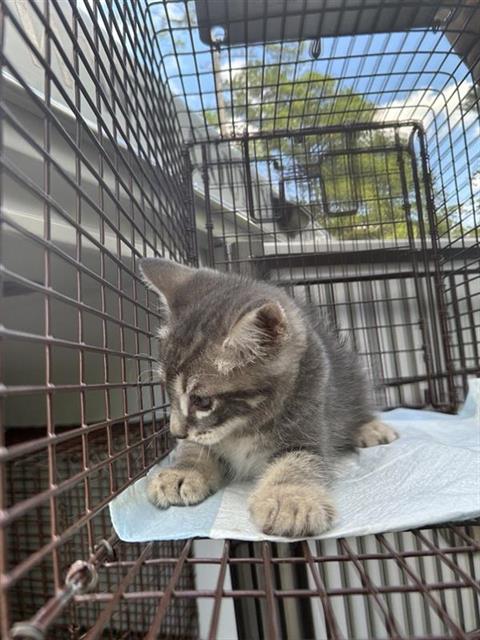 A663186, a cat for adoption from Harris County Pets
