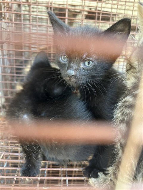 A663189, a cat for adoption from Harris County Pets
