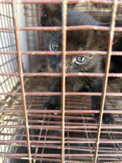 A663190, a cat for adoption from Harris County Pets
