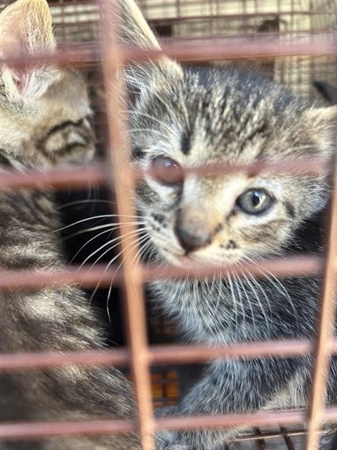 A663191, a cat for adoption from Harris County Pets