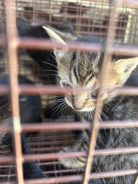 A663192, a cat for adoption from Harris County Pets