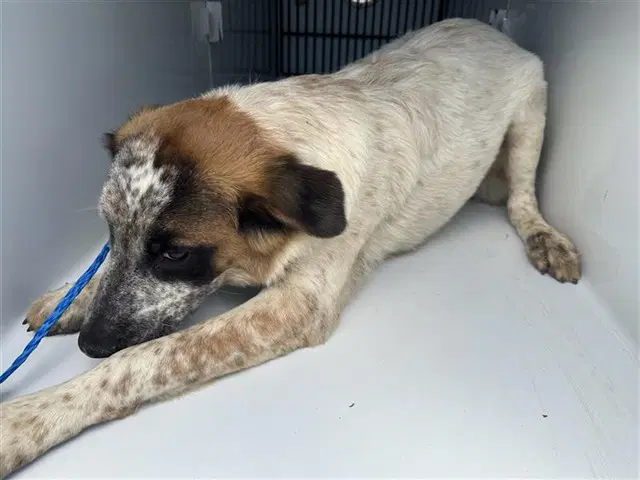 Unknown - Australian Cattle Dog/Blue Heeler