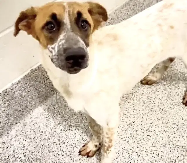 Unknown - Australian Cattle Dog/Blue Heeler