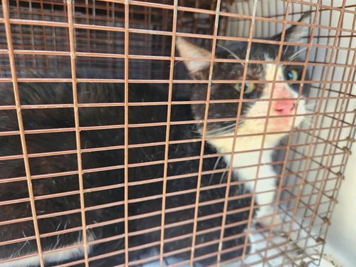 A663196, a cat for adoption from Harris County Pets
