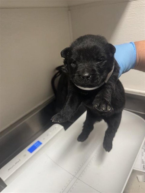 A663209, a dog for adoption from Harris County Pets
