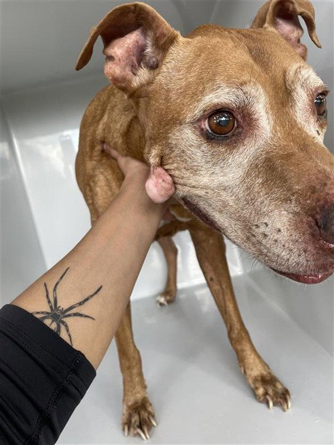 A663200, a dog for adoption from Harris County Pets