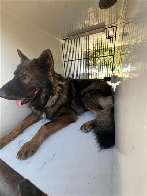 A663219, a dog for adoption from Harris County Pets