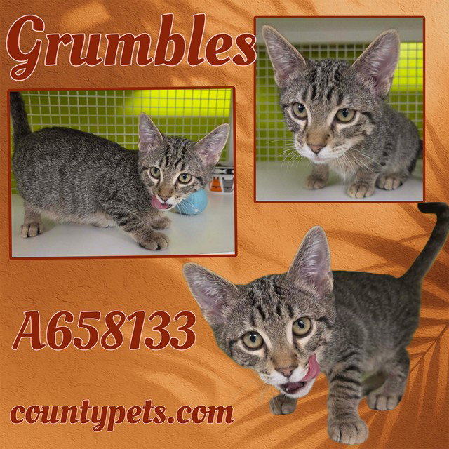 GRUMBLES
