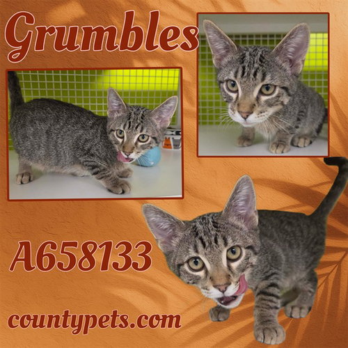 GRUMBLES, a cat for adoption from Harris County Pets