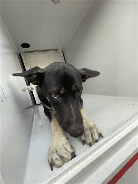 A663226, a dog for adoption from Harris County Pets
