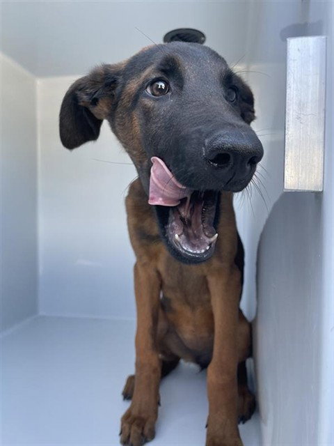 A663230, a dog for adoption from Harris County Pets