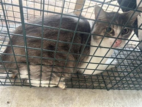 A663235, a cat for adoption from Harris County Pets