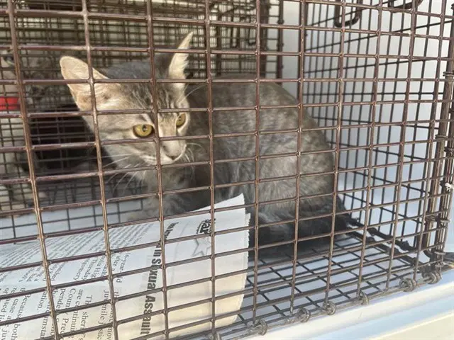 Unknown - Domestic Short Hair