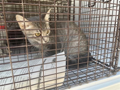 A663245, a cat for adoption from Harris County Pets