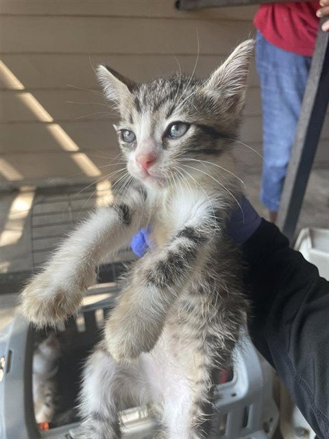 A663246, a cat for adoption from Harris County Pets