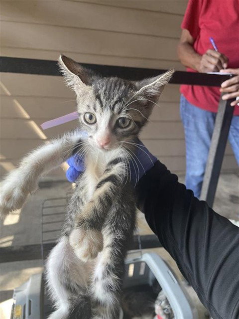 A663247, a cat for adoption from Harris County Pets