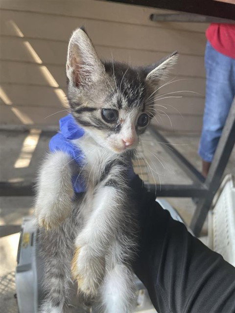 A663248, a cat for adoption from Harris County Pets