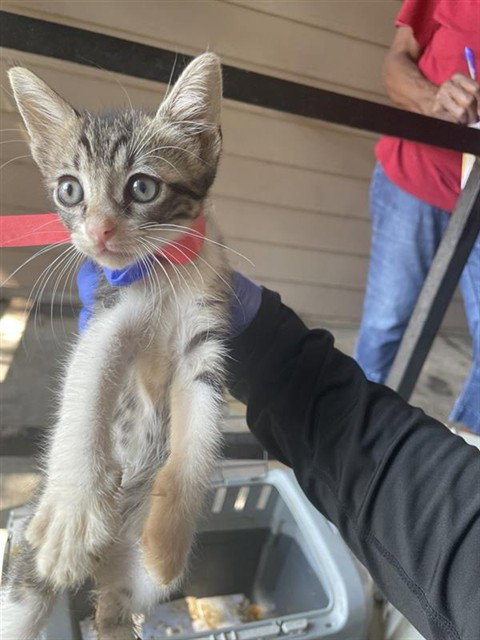 A663249, a cat for adoption from Harris County Pets