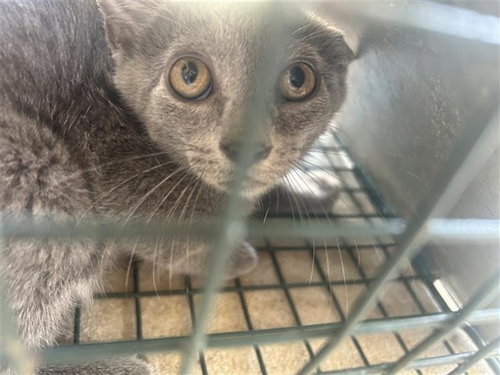 A663250, a cat for adoption from Harris County Pets
