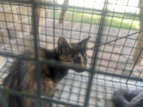 A663251, a cat for adoption from Harris County Pets