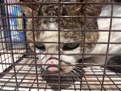 A663252, a cat for adoption from Harris County Pets