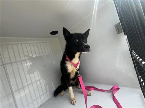 A663259, a dog for adoption from Harris County Pets