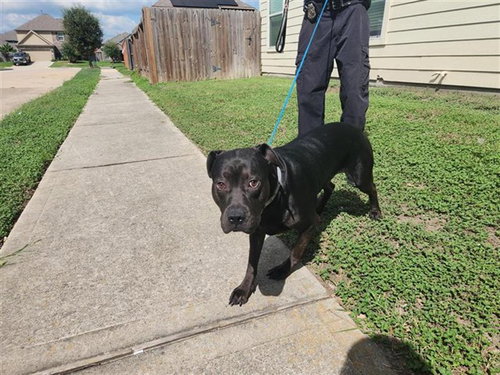 A663261, a dog for adoption from Harris County Pets