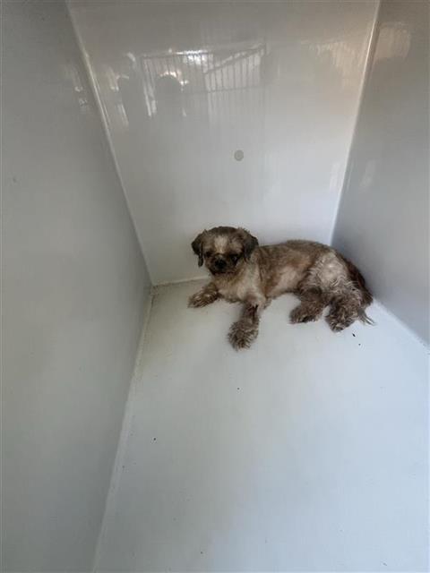 A663271, a dog for adoption from Harris County Pets