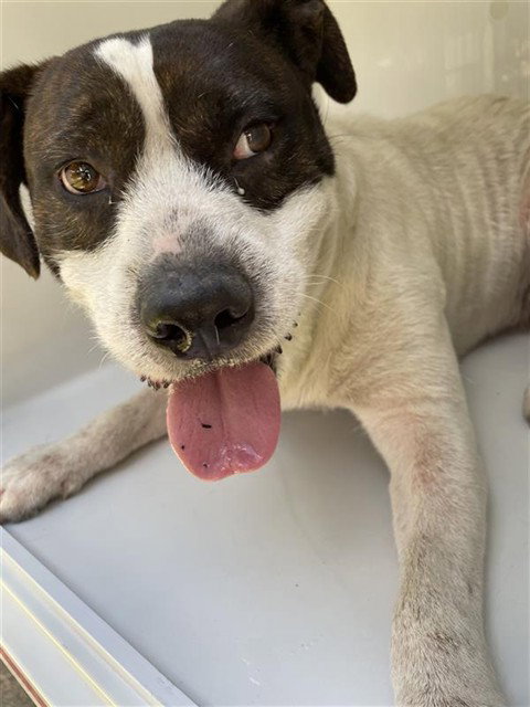 A663257, a dog for adoption from Harris County Pets