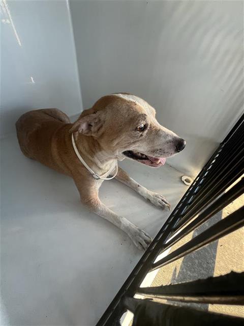 A663276, a dog for adoption from Harris County Pets