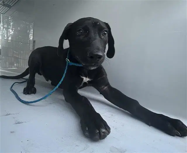 Unknown - Labrador Retriever