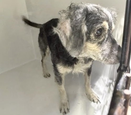 ROMEO, a dog for adoption from Harris County Pets