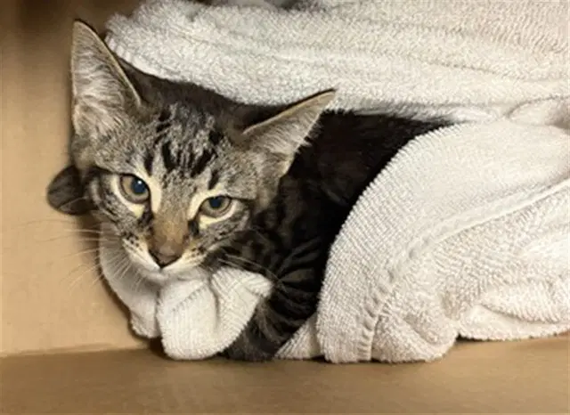Unknown - Domestic Medium Hair