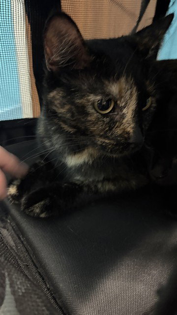 BUTTERCUP, a cat for adoption from Harris County Pets
