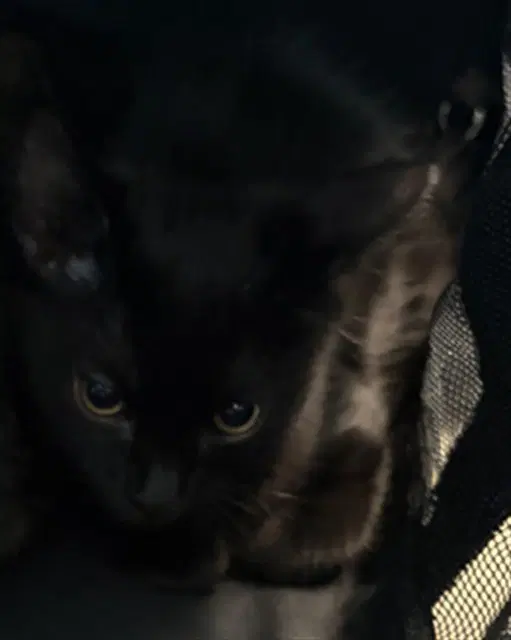 Fluffy - Domestic Short Hair
