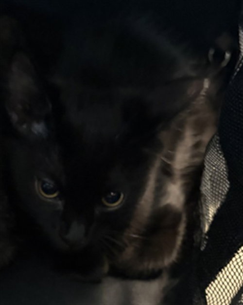 FLUFFY, a cat for adoption from Harris County Pets