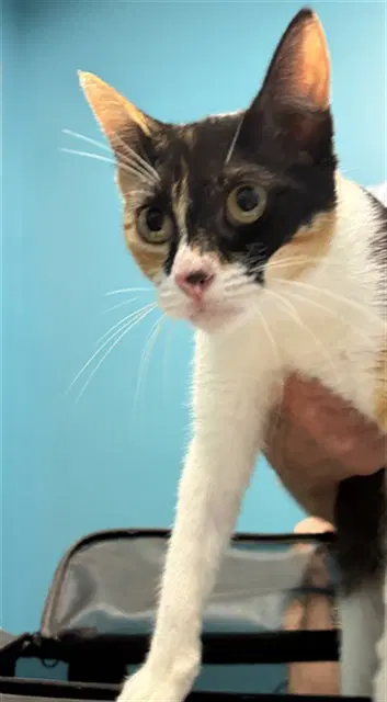 Sweet Pea - Domestic Short Hair