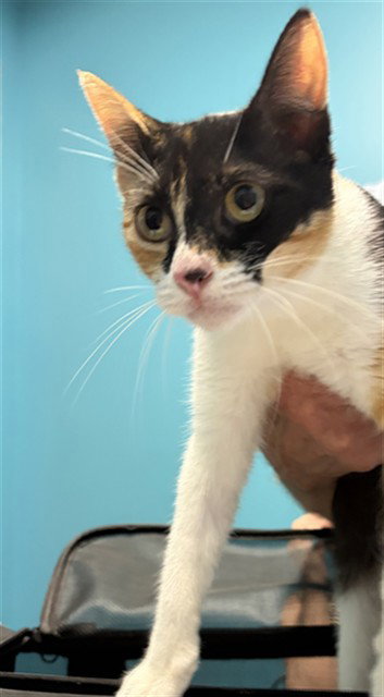 SWEET PEA, a cat for adoption from Harris County Pets