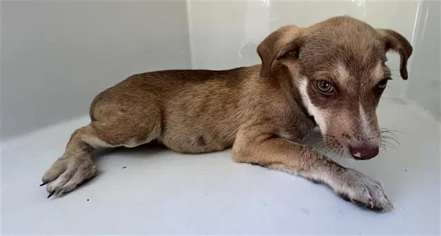 Unknown - Catahoula Leopard Dog