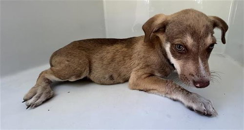 A663312, a dog for adoption from Harris County Pets