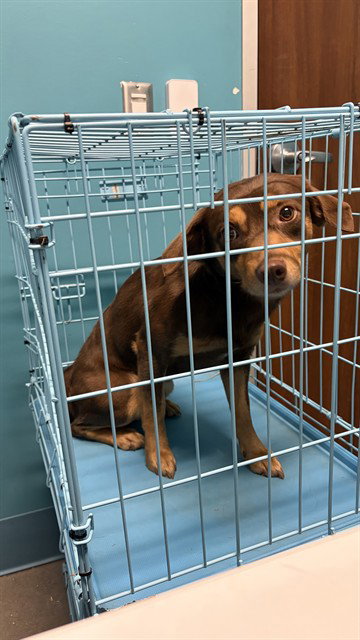 LAZY BONE, a dog for adoption from Harris County Pets