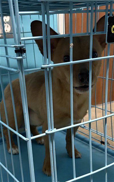 ARIAS, a dog for adoption from Harris County Pets