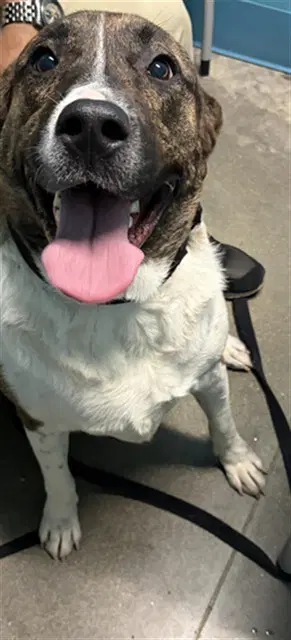 Nox - Staffordshire Bull Terrier