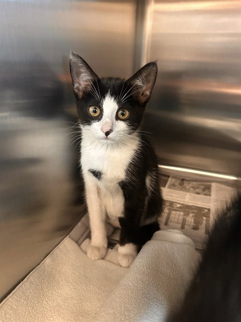 SPOT, a cat for adoption from Harris County Pets