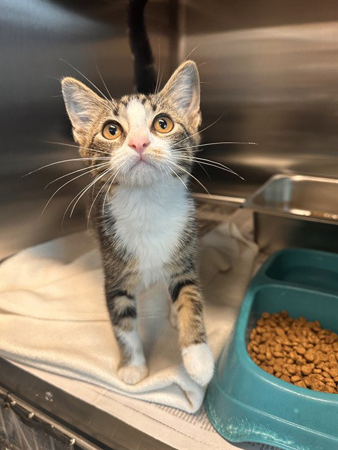 RUNNER, a cat for adoption from Harris County Pets